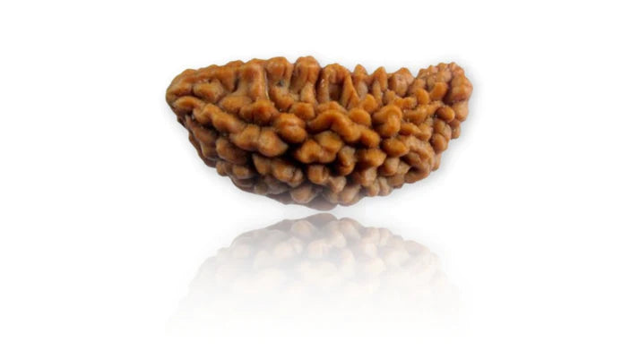 1 Mukhi Siddh Rudraksha | Rare Shiva Rudraksha for Enlightenment, Focus & Liberation